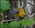 _7SB2003 prothonotary warbler female